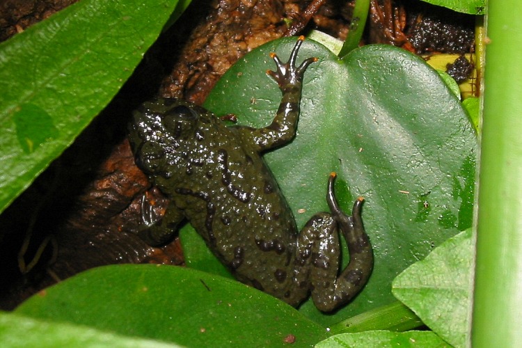 Bombina orientalis